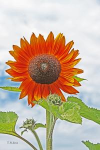 Summers Gift . . .A Sunflower Image