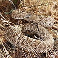 Rattle Snake Western Diamond Back