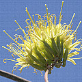 Agave Blossom 