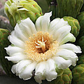 Arizona State Flower The Saguaro Blossom