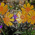 Five Flowers 