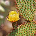 Prickly Pear And Flower