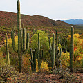 Coon Creek With Saguaros And Cottonwood, Ash, Sycamore Trees With Fall Colors