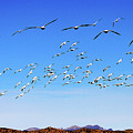 Snow Geese At Bosque Del Apache