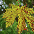 Maple Leaf Before It Fell