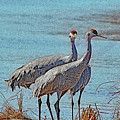 Three Sandhill Cranes At White Water Draw Arizona