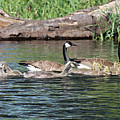 Tom Stanley Janca Canadian Geese Extended Family